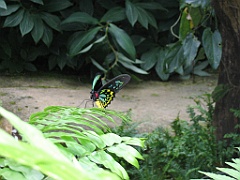 CairnsTC400 Butterflies Sanctuary